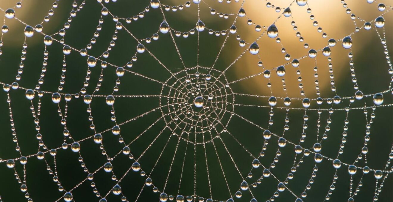 Macro shot of water droplets on spider web showing interconnected network structure